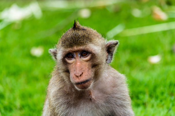 Małpa spojrzeć na turystyczny w Pra Prang Sam Yod, Lopburi Tajlandia. - Zdjęcie, obraz