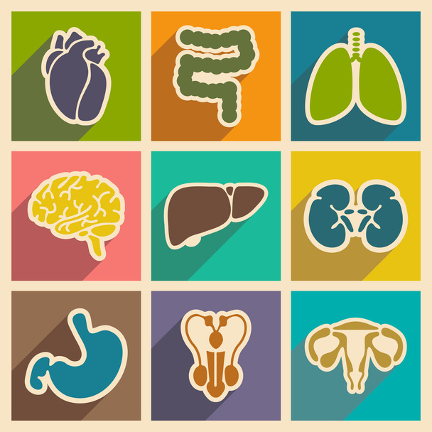 Icons of assembly internal organs in flat style - Vector, afbeelding
