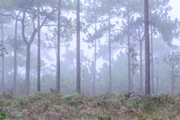 朝の霧と松の木. - 写真・画像