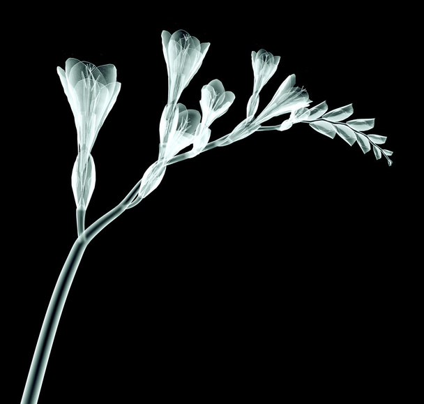 x-ray image of a flower isolated on black , the Freesia - Zdjęcie, obraz