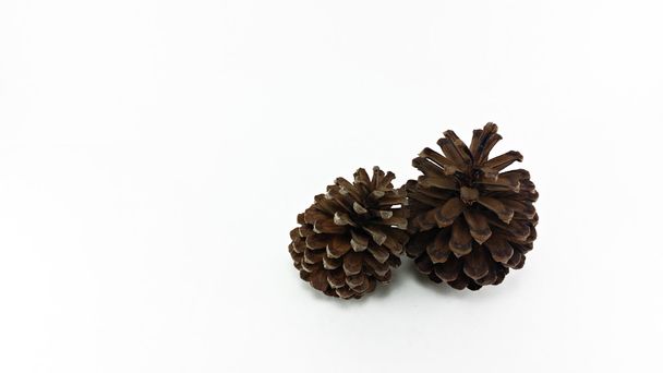 dos conos de pino en fondo blanco
 - Foto, Imagen