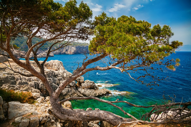 sea view with pine and rocky coastline - Фото, изображение