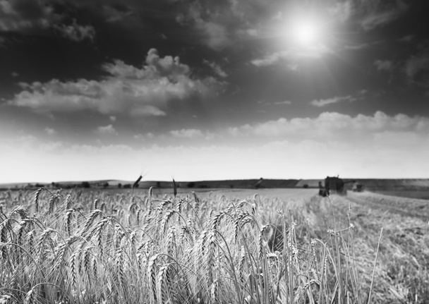 Campo de cebada con cosechadora
 - Foto, Imagen