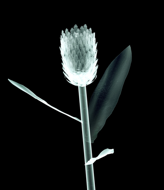 x-ray image of a flower isolated on black , the King Protea - Fotoğraf, Görsel