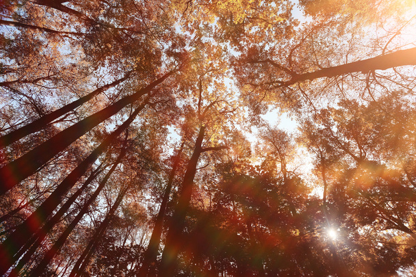 landscape background in sunny autumn park - Foto, afbeelding