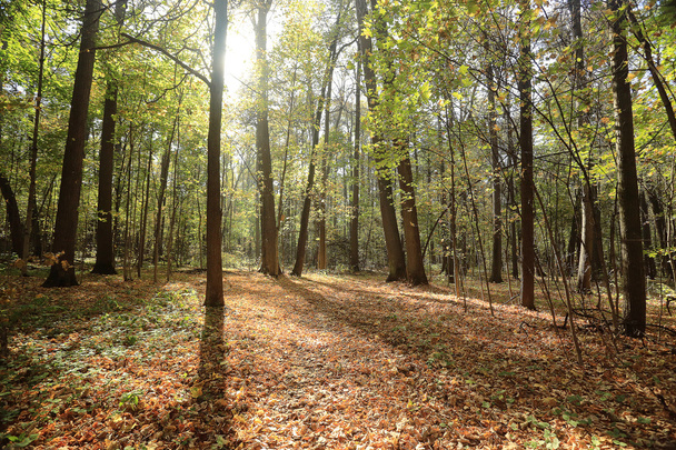 landscape background in sunny autumn park - Zdjęcie, obraz
