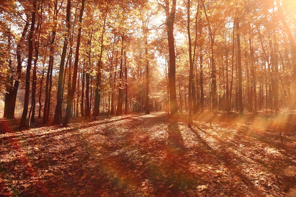 Φθινόπωρο στην Αμερική τοπίο του Σέντραλ Παρκ - Φωτογραφία, εικόνα