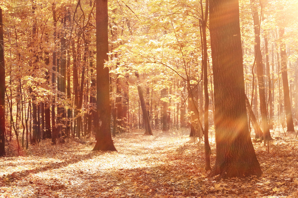 landscape background in sunny autumn park - Photo, Image