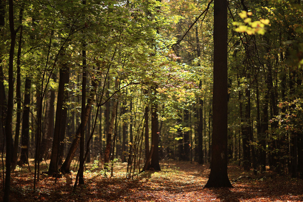 Landscape autumn in a golden forest - Zdjęcie, obraz