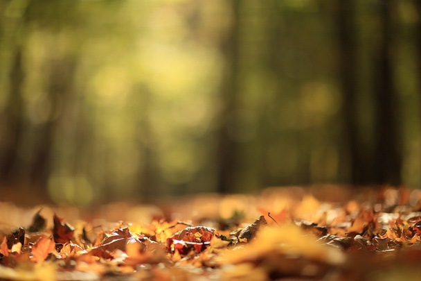 background autumn leaves in the park - Φωτογραφία, εικόνα