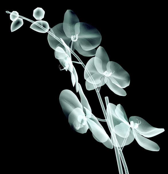 x-ray image of a flower isolated on black , the orchide - Fotó, kép