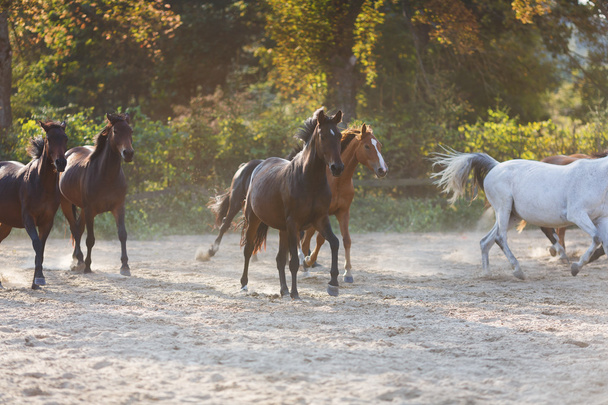 Стадо бегущих лошадей
 - Фото, изображение