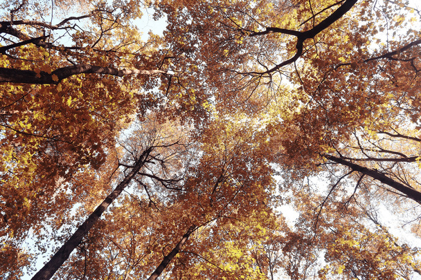 Trees branches look up autumn background - Foto, Imagen