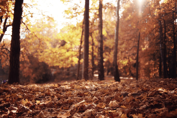 Landscape autumn in a golden forest - Foto, imagen