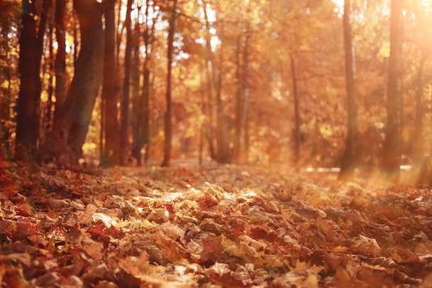 φόντο Φθινοπωρινά φύλλα στο πάρκο - Φωτογραφία, εικόνα