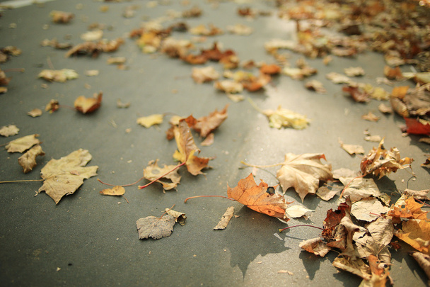 fallen yellow autumn leaves background - Foto, Imagen