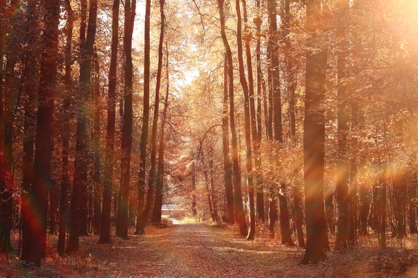 landscape autumn path in the park - Photo, Image