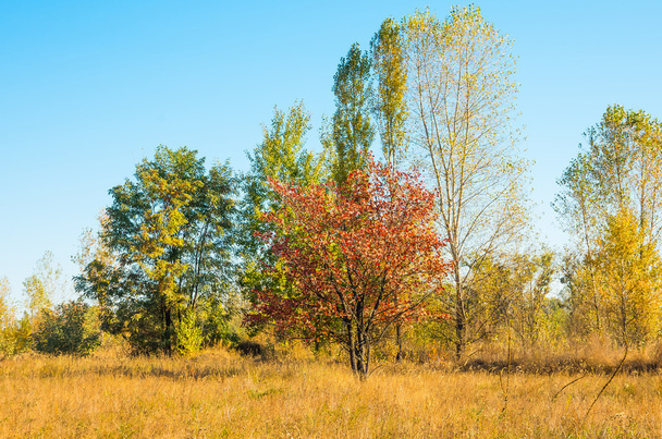Jesienne drzewa na sucha łąka przeciw błękitne niebo - Zdjęcie, obraz