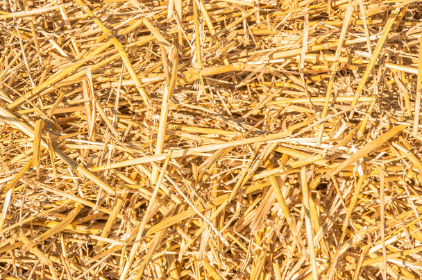 paille de blé hachée comme texture
 - Photo, image
