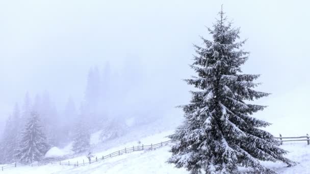 Schneebedeckte Tannen in Bergen mit Schneefall - Filmmaterial, Video