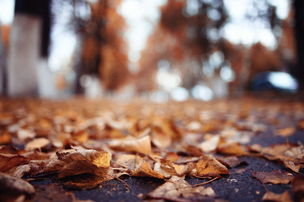 autumn leaves in  park - Foto, Imagen