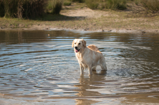 Dg, Golden retriever, de pie en el agua
 - Foto, Imagen