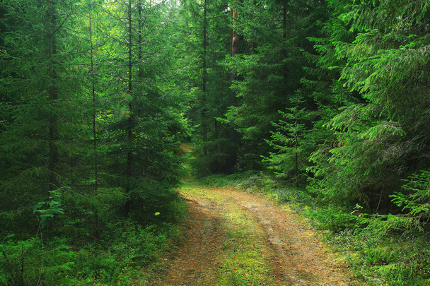 summer spruce forest landscape - Fotoğraf, Görsel