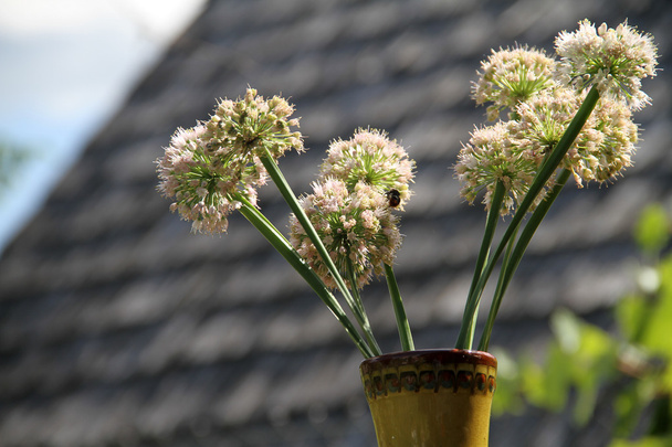 Čmelák na květenství cibule proti dřevěnou střechu chalupy - Fotografie, Obrázek