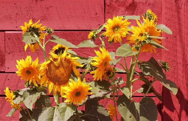 Sunflowers against a redwood barn - Photo, Image