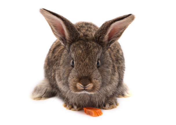 Кролик изолирован
 - Фото, изображение