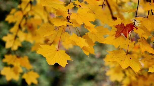 秋の木は、背景をぼかした写真の上の葉 - 映像、動画