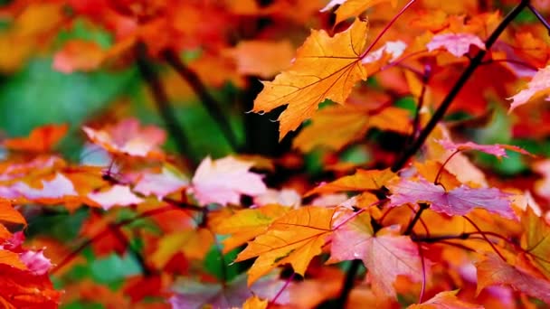 Jesienią drzewa liści tło zamazane pole - Materiał filmowy, wideo