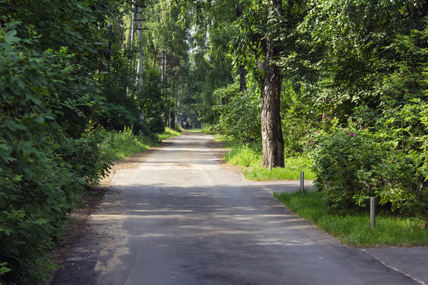 path on the asphalt road through the forest - Fotoğraf, Görsel