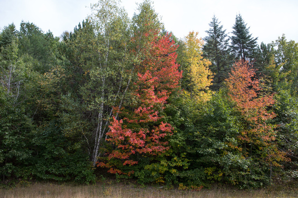 Puut syksyllä
 - Valokuva, kuva