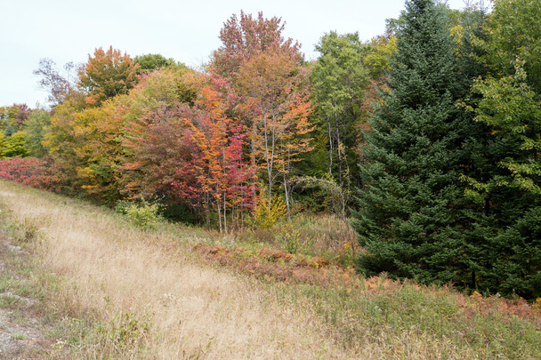Árboles en otoño
 - Foto, Imagen