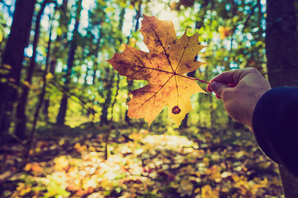 Man hand holding autumnal maple leaf - Foto, afbeelding