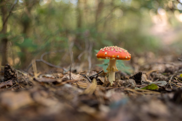 Мухомор гриби у лісі - Фото, зображення