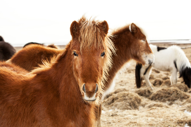 Ritratto di pony islandese con criniera marrone
 - Foto, immagini