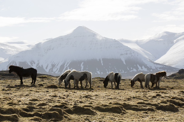 Manada de caballos islandeses en primavera
 - Foto, Imagen