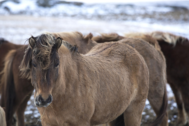 Manada de caballos islandeses en invierno
 - Foto, Imagen