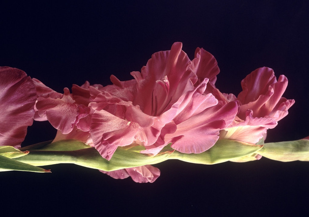 Violet gladiolus - Photo, Image