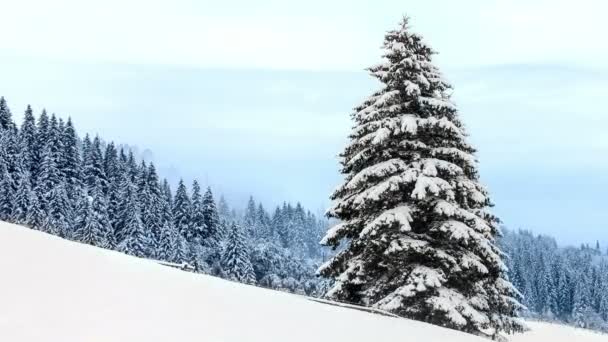Sneeuw bedekt sparren in bergen met sneeuwval - Video