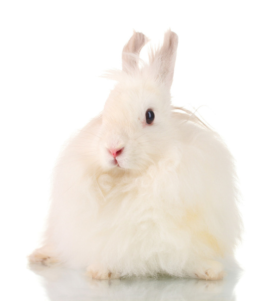 Fluffy white rabbit isolated on white - Фото, изображение