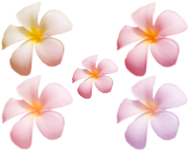Цветок Blur Frangipani или Plumeria на белом фоне
 - Фото, изображение