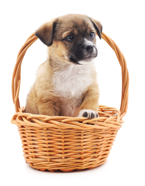 Puppy in a basket. - Φωτογραφία, εικόνα