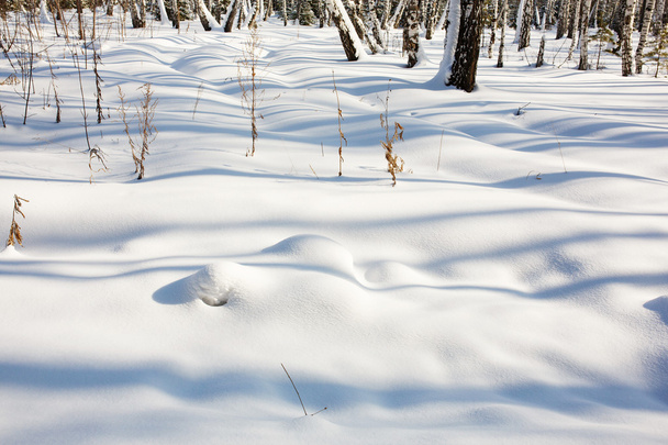 Snowing winter background. Winter forest. - Zdjęcie, obraz
