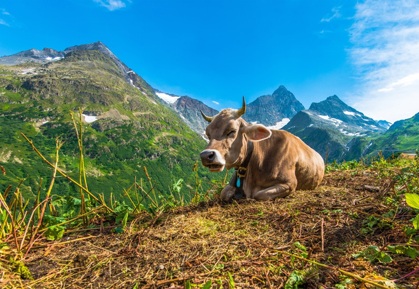 Корова гірськолижного регіону
 - Фото, зображення