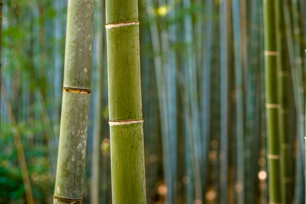 Bambus lesie, Kyoto - Zdjęcie, obraz