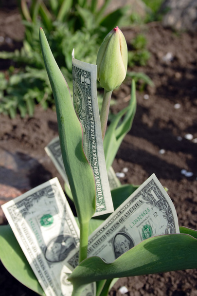 Tulipán dollárt bud - Fotó, kép