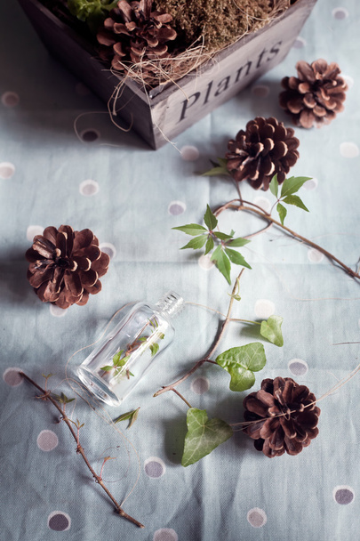 Κουκουνάρια και πράσινα φύλλα σε ένα ξύλινο κουτί και ένα μπουκάλι γυαλιού - Φωτογραφία, εικόνα